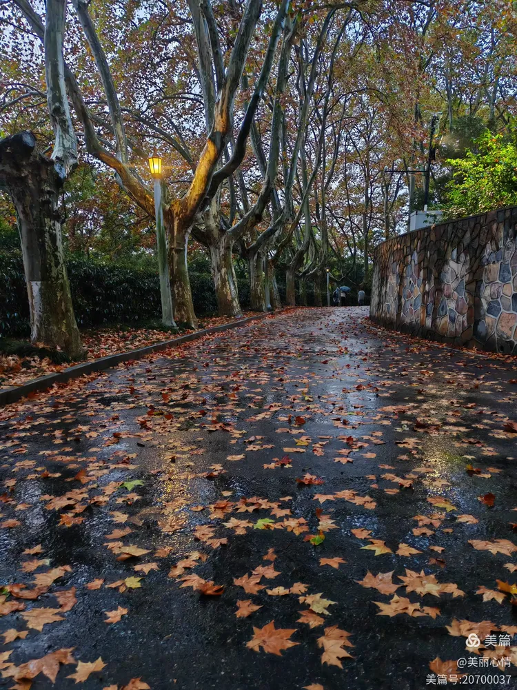 忽一日,秋风骤起,秋雨凌厉,梧桐树叶刷刷落地.树下的孩子,不知所措